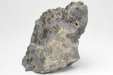 Ammonite (Promicroceras) Cluster - Marston Magna, England #207737-2